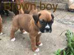 Boxer Puppy for sale in Morris, OK, USA