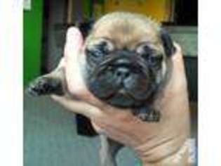 French Bulldog Puppy for sale in DUBUQUE, IA, USA