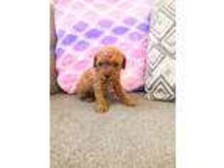 Cavapoo Puppy for sale in Mcdonough, GA, USA