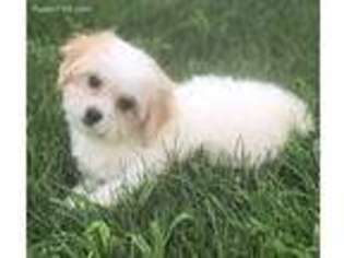 Cavapoo Puppy for sale in Petersburg, OH, USA