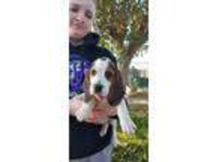 Beagle Puppy for sale in Fresno, CA, USA