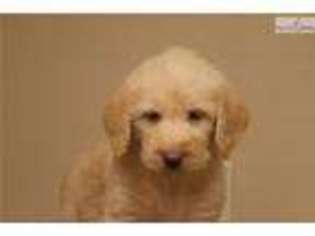 Labradoodle Puppy for sale in Omaha, NE, USA