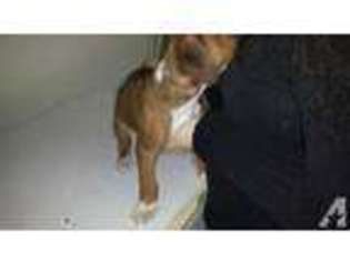 Boxer Puppy for sale in CANBY, OR, USA
