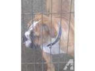 Bulldog Puppy for sale in PORTAGE, PA, USA