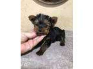 Yorkshire Terrier Puppy for sale in Saint Hedwig, TX, USA