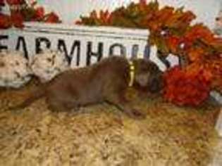 Labrador Retriever Puppy for sale in Peachland, NC, USA