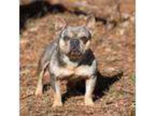 French Bulldog Puppy for sale in Trion, GA, USA