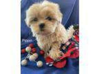 Mal-Shi Puppy for sale in Kuna, ID, USA
