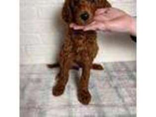 Mutt Puppy for sale in Mount Vernon, IL, USA