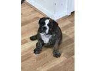 Bulldog Puppy for sale in North Sioux City, SD, USA
