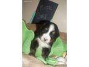 Bernese Mountain Dog Puppy for sale in Massillon, OH, USA