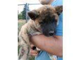 Akita Puppy for sale in Westernport, MD, USA