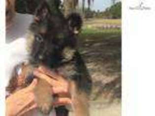 German Shepherd Dog Puppy for sale in Saint Augustine, FL, USA