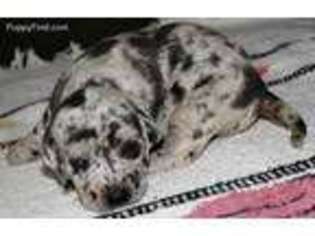 Catahoula Leopard Dog Puppy for sale in Spokane, WA, USA