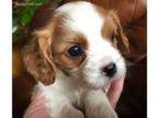 Cavalier King Charles Spaniel Puppy for sale in San Diego, CA, USA