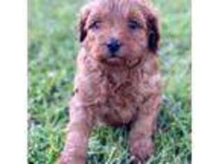 Cavapoo Puppy for sale in Lake City, SC, USA