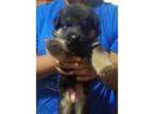 German Shepherd Dog Puppy for sale in Houston, TX, USA