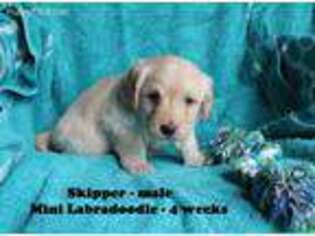 Labradoodle Puppy for sale in Clarkrange, TN, USA