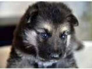 German Shepherd Dog Puppy for sale in Corsicana, TX, USA