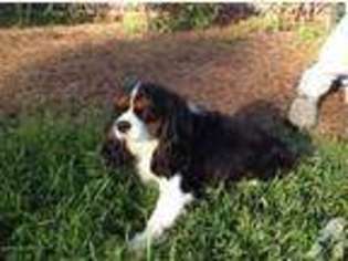 Cavalier King Charles Spaniel Puppy for sale in ROME, GA, USA