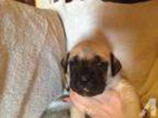Mastiff Puppy for sale in SONORA, KY, USA