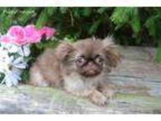 Pekingese Puppy for sale in Canton, OH, USA