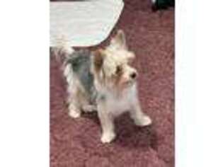 Yorkshire Terrier Puppy for sale in Wagoner, OK, USA