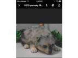 Siberian Husky Puppy for sale in Huntington Beach, CA, USA