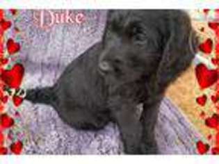 Labradoodle Puppy for sale in Chattanooga, TN, USA