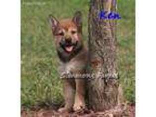 Shiba Inu Puppy for sale in Lebanon, MO, USA