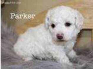 Bichon Frise Puppy for sale in Hardy, VA, USA