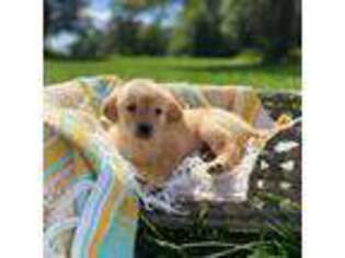 Golden Retriever Puppy for sale in Sanbornton, NH, USA