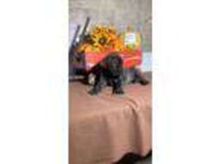 Mastiff Puppy for sale in Arcola, IL, USA
