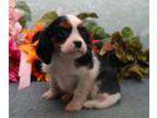 Cavalier King Charles Spaniel Puppy for sale in Ephrata, PA, USA