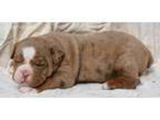 Olde English Bulldogge Puppy for sale in Florissant, MO, USA