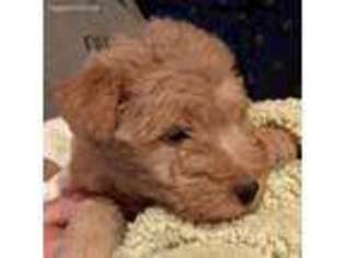 Lakeland Terrier Puppy for sale in Unknown, , USA
