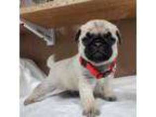 Pug Puppy for sale in Afton, WY, USA