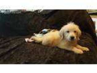 Labradoodle Puppy for sale in Manitowoc, WI, USA