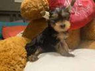 Yorkshire Terrier Puppy for sale in Chester, PA, USA