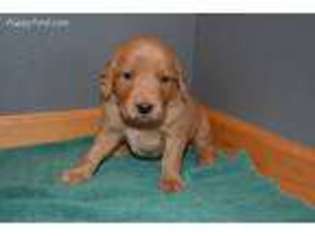 Golden Retriever Puppy for sale in Hanley Falls, MN, USA