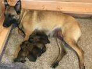 Belgian Malinois Puppy for sale in Davenport, IA, USA