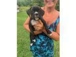 Boxer Puppy for sale in Marriottsville, MD, USA