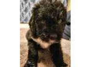 Saint Berdoodle Puppy for sale in Hampton, MN, USA