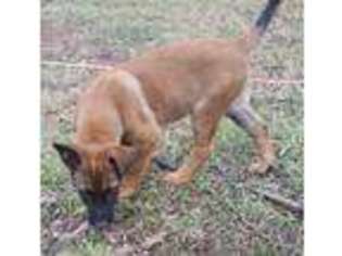 Belgian Malinois Puppy for sale in Somerville, TN, USA