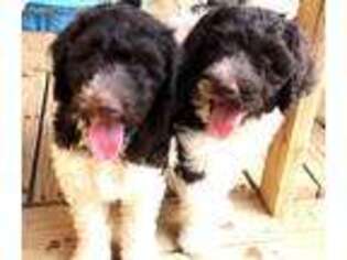 Labradoodle Puppy for sale in Palmdale, CA, USA