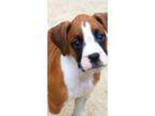 Boxer Puppy for sale in Burlington, NJ, USA