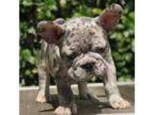 Bulldog Puppy for sale in Anza, CA, USA