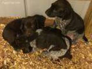 German Shorthaired Pointer Puppy for sale in Hastings, MI, USA
