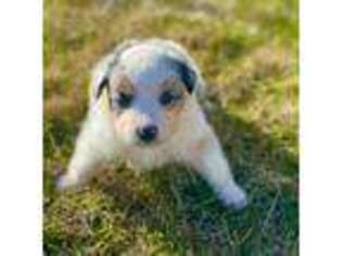 Miniature Australian Shepherd Puppy for sale in Molalla, OR, USA