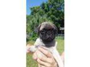 Pug Puppy for sale in TAMPA, FL, USA